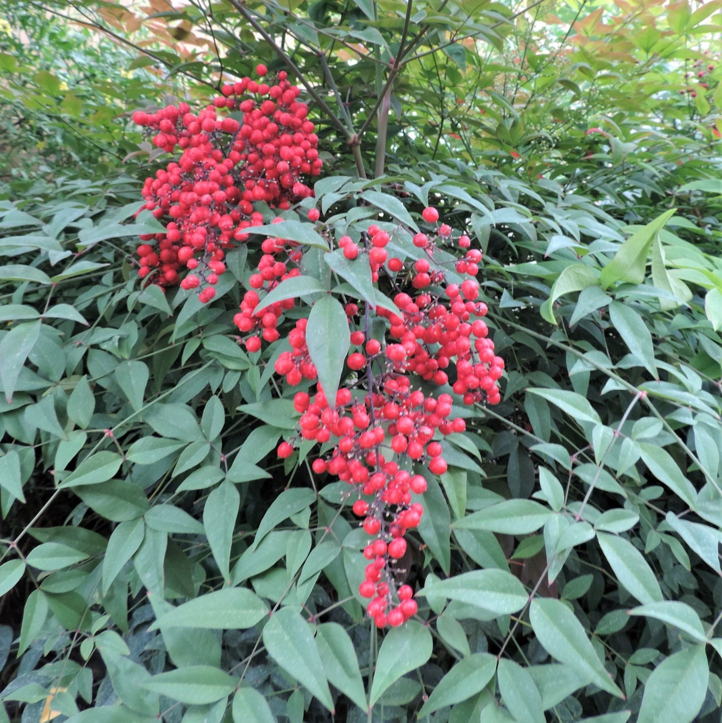 Nandina domestica - nandina (10 piante a radice nuda)