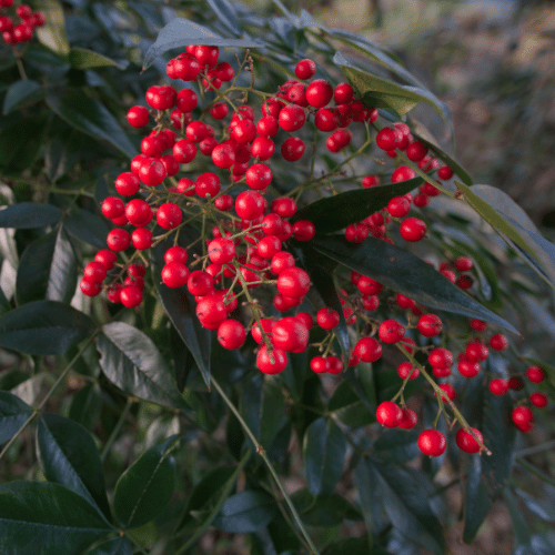 Nandina domestica - nandina (10 piante a radice nuda)