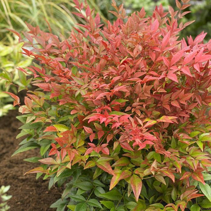 Nandina domestica - nandina (10 piante a radice nuda)