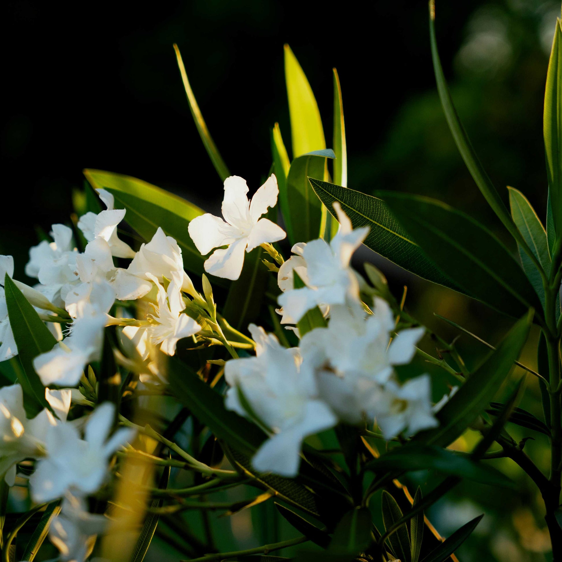 Nerium Oleander Oleandro Bianco VivaiMDB