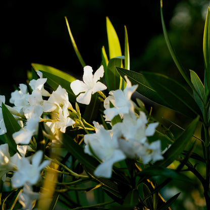 Nerium Oleander Oleandro Bianco VivaiMDB