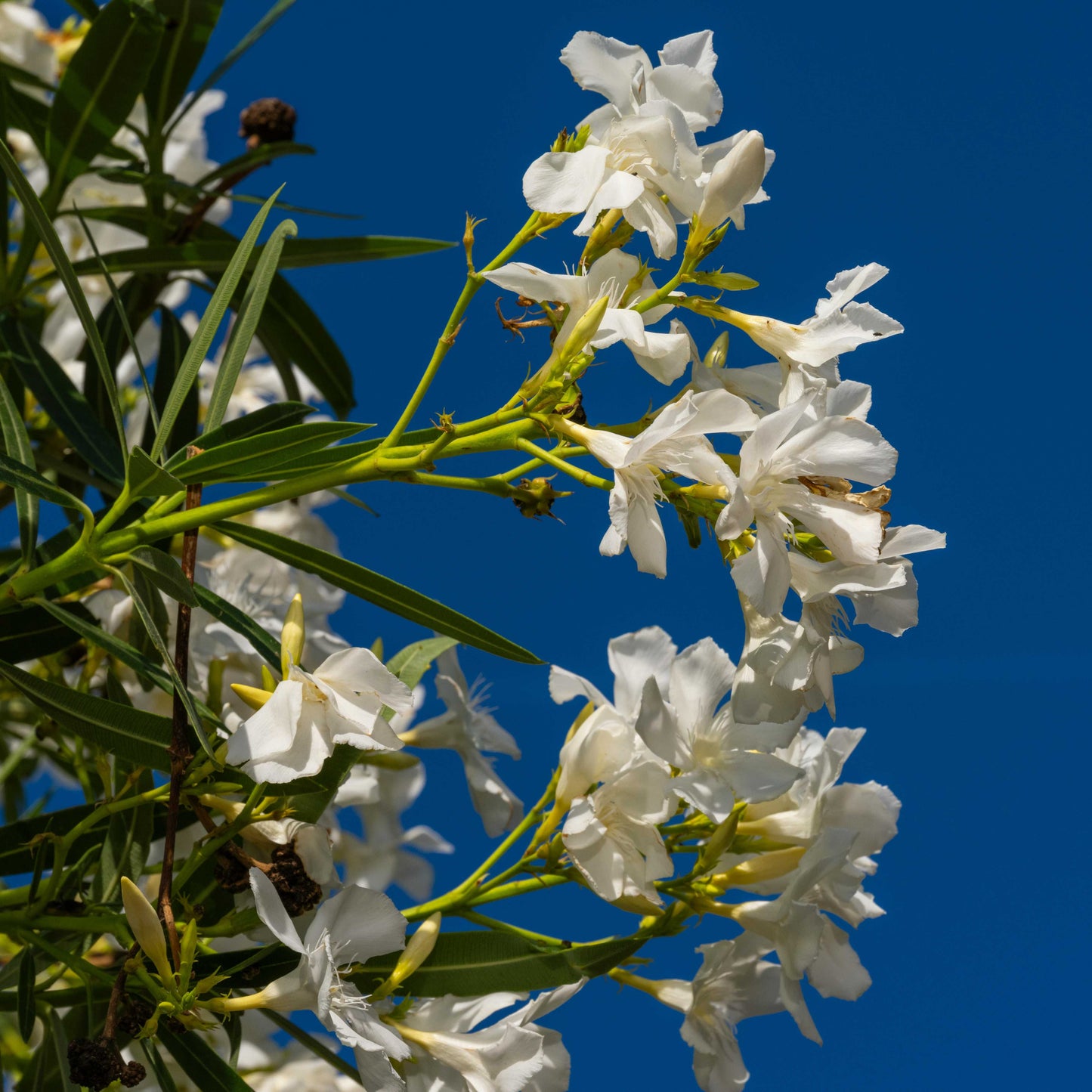 Nerium Oleander Oleandro Bianco VivaiMDB