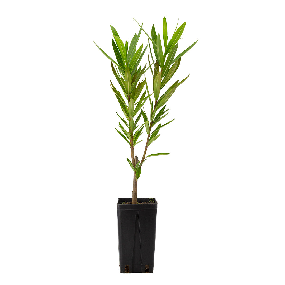 Nerium oleander "Salmone" - oleandro (Vaso quadro 12x12x20 cm)