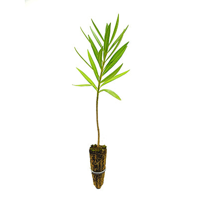 Nerium oleander "bianco" - oleandro (Alveolo forestale)
