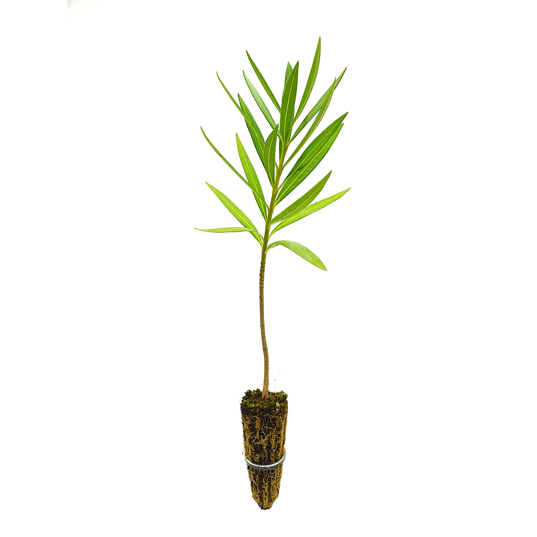 Nerium oleander "Salmone" - oleandro (Alveolo forestale)