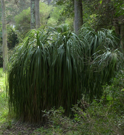 Nolina (syn. Beaucarnea) longifolia - smoke-eating plant (Square vase 7x7x10 cm)