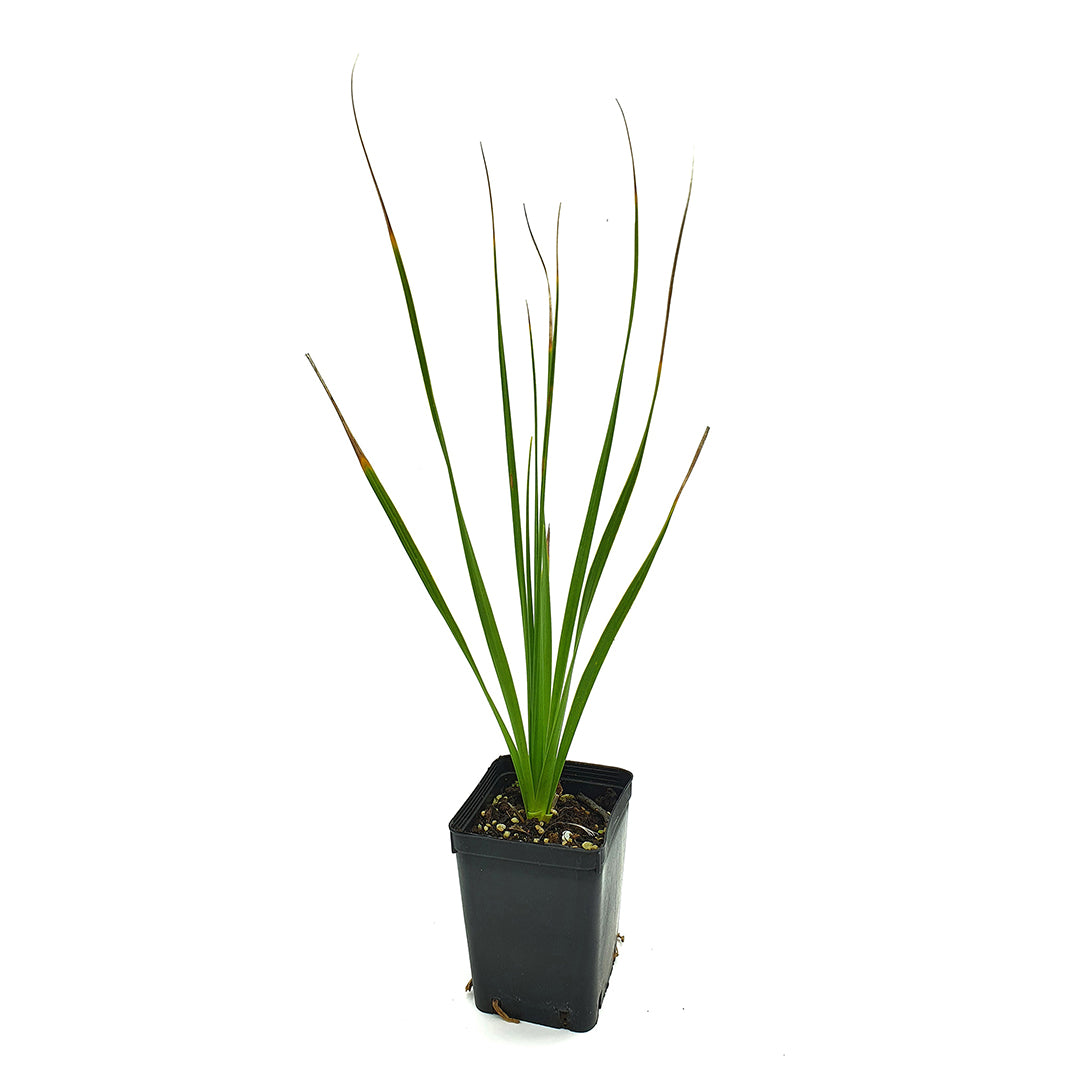 Nolina (syn. Beaucarnea) longifolia - smoke-eating plant (Square vase 7x7x10 cm)