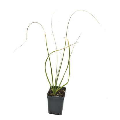 Nolina (syn. Beaucarnea) microcarpa - smoke-eating plant (Square vase 7x7x10 cm)