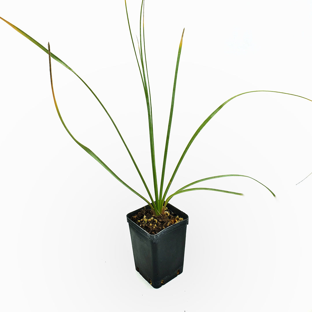 Nolina (syn. Hesperoyucca) whipplei - smoke-eating plant (Square vase 7x7x10 cm)