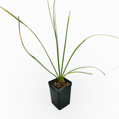 Nolina (sin. Hesperoyucca) whipplei - pianta mangiafumo (Vaso quadro 7x7x10 cm)