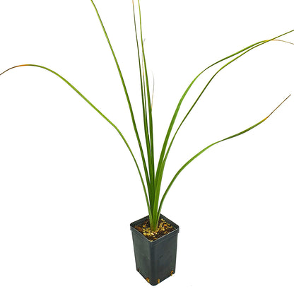 Nolina breviflora "Perote" - pianta mangiafumo (Vaso quadro 7x7x10 cm)