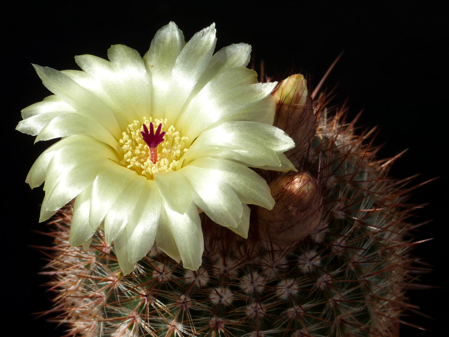 Notocactus schlosseri  (Alveolino)