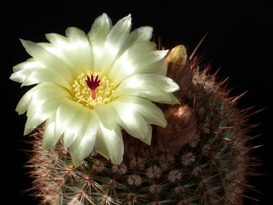 Notocactus schlosseri - SET 3 PLANTS (Alveolino)