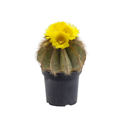 Notocactus magnificus - (Vase 18 cm)