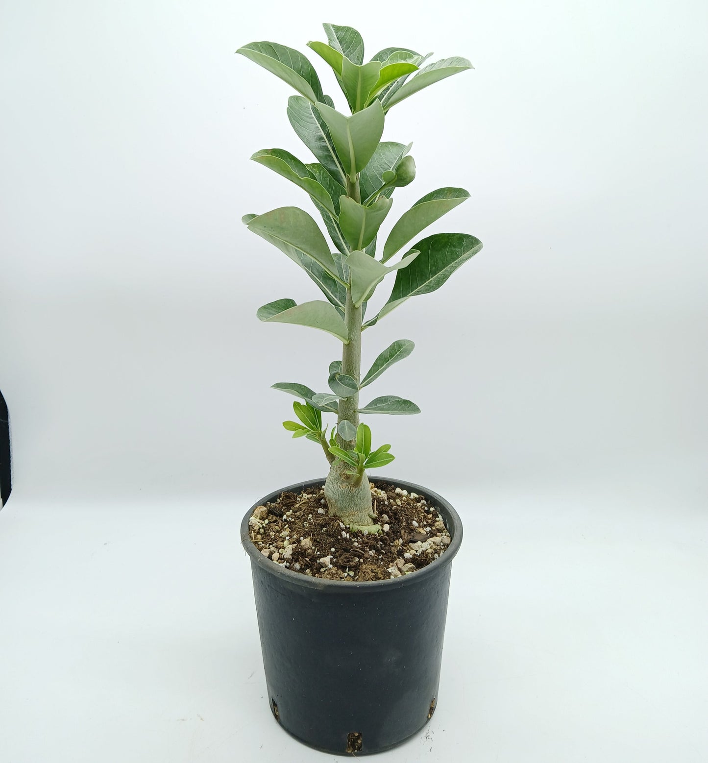 Adenium obesum cv "new yellow" - rosa del deserto (Vaso 15 cm)