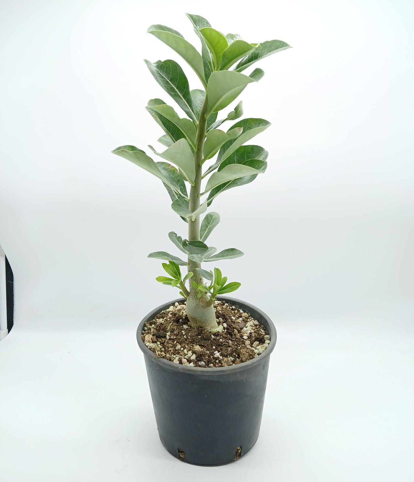 Adenium obesum cv "new yellow" - rosa del deserto (Vaso 15 cm)