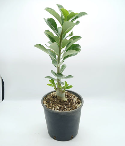 Adenium obesum cv "new yellow" - rosa del deserto (Vaso 15 cm)