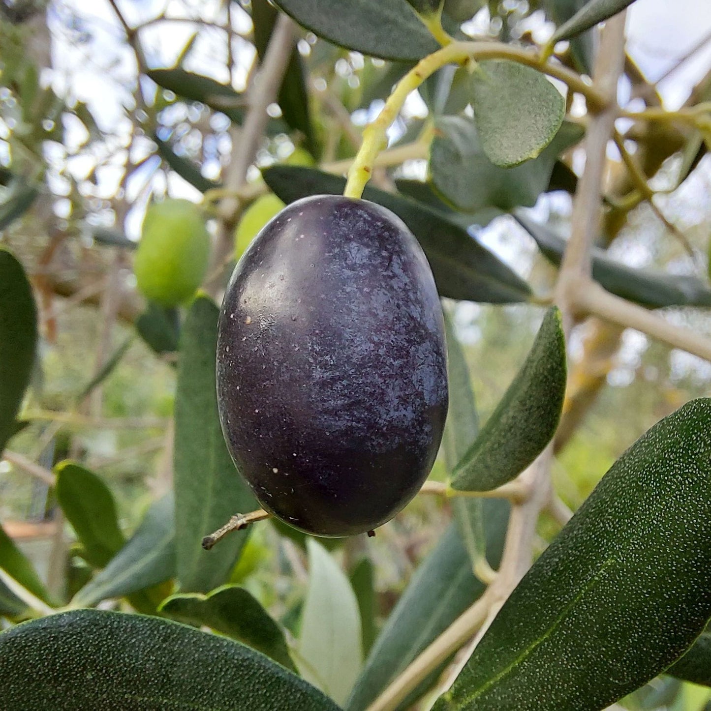 Olea europaea cv "Frantoio" - olive tree (Fitocella)