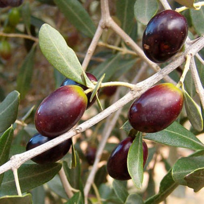 Olea europaea cv "leccino" - olivo (Fitocella)