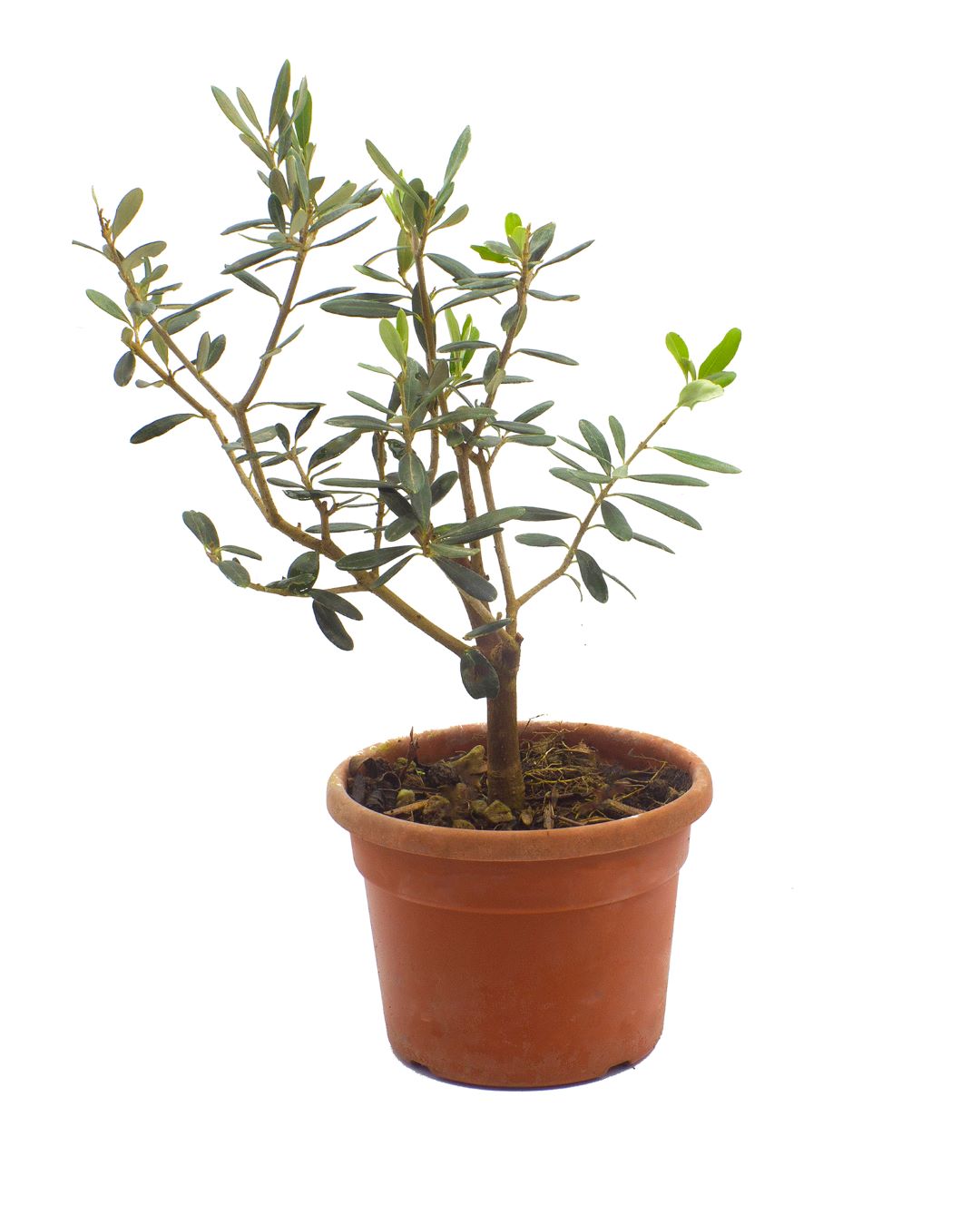 Olea europaea cv "cipressino" - bonsai olive tree (16 cm pot)