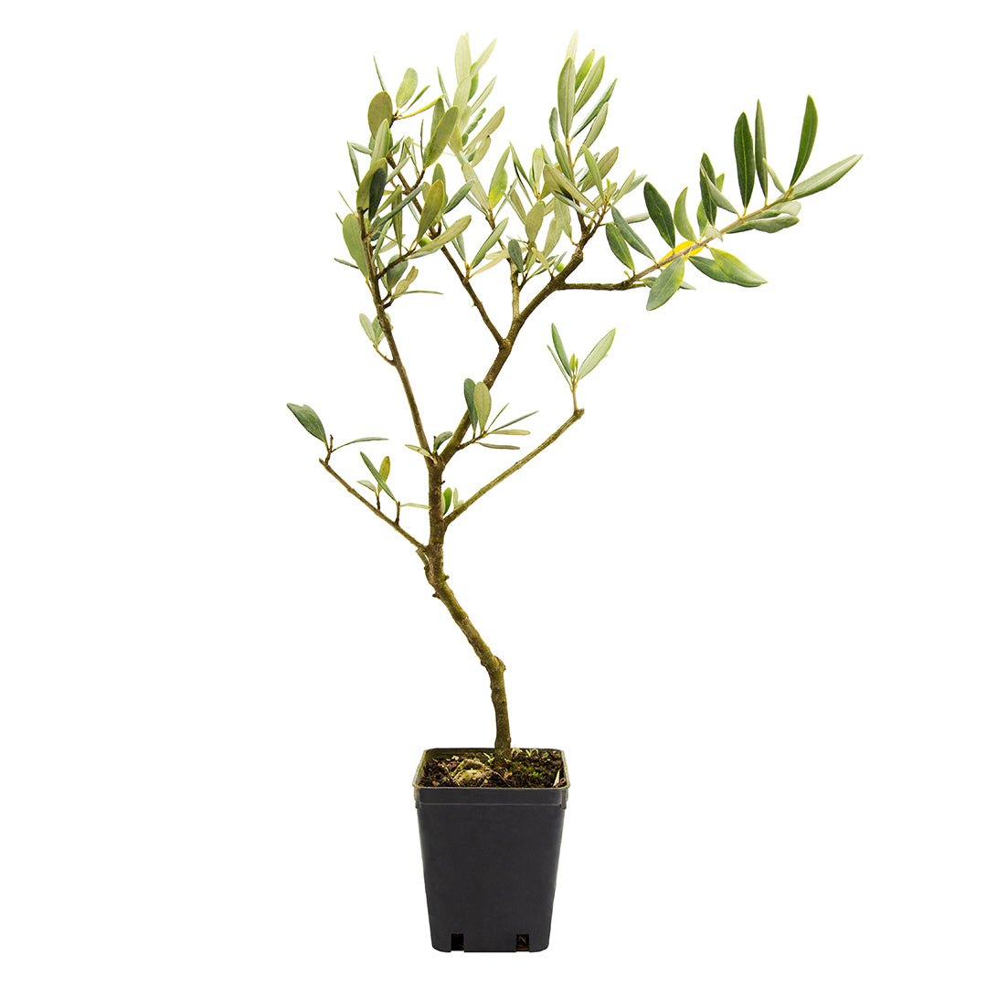 Olea europaea cv "cipressino" - olivo bonsai (Vaso quadro 7x7x8 cm)