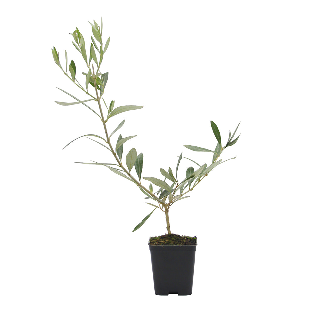 Olea europaea cv "cipressino" - olivo bonsai (Vaso quadro 7x7x8 cm)