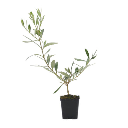 Olea europaea cv "cipressino" - olivo bonsai (Vaso quadro 7x7x8 cm)