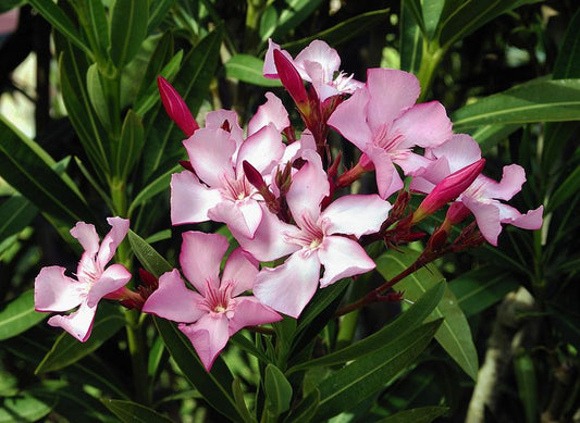 Nerium oleander "rosa" - oleandro rosa (50 semi)