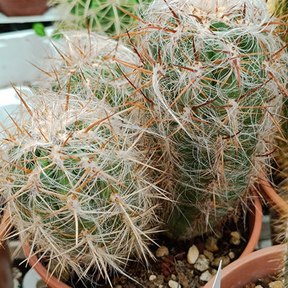 Oreocereus celsianus- cactus di montagna (Vaso quadro 7X7X8 cm)