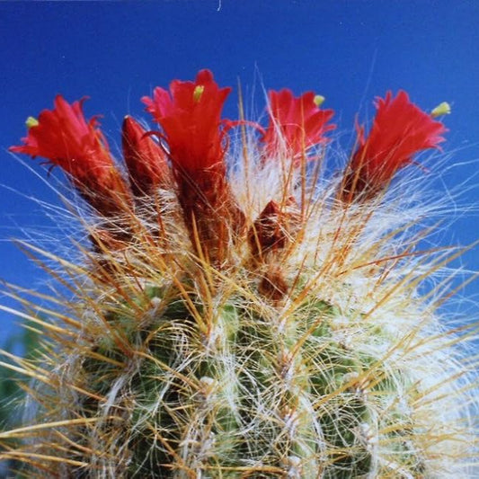 Oreocereus celsianus- cactus di montagna (Vaso quadro 7X7X8 cm)