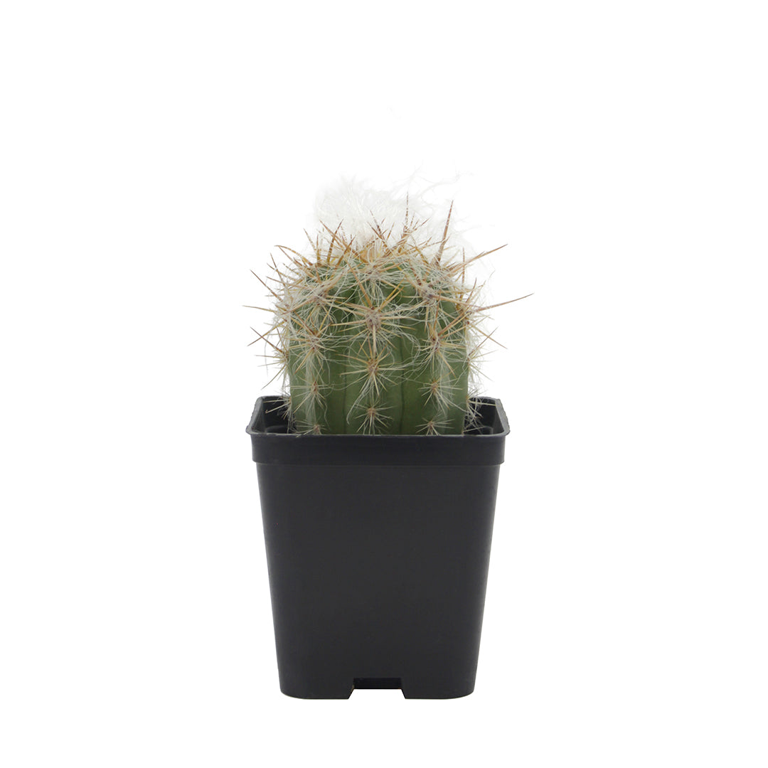 Oreocereus celsianus- cactus di montagna (Vaso quadro 7X7X8 cm)