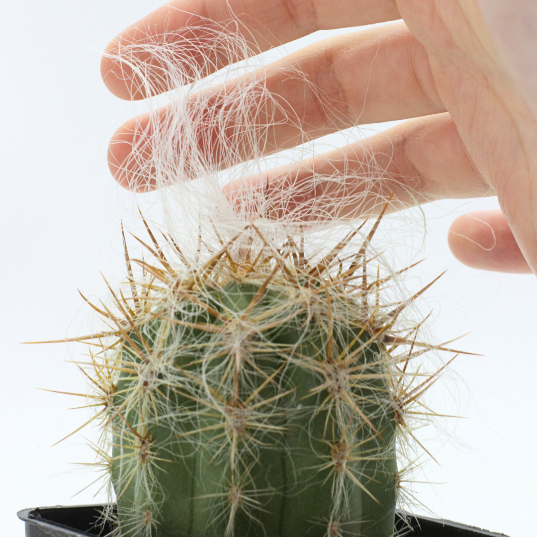 Oreocereus celsianus- cactus di montagna (Vaso quadro 7X7X8 cm)