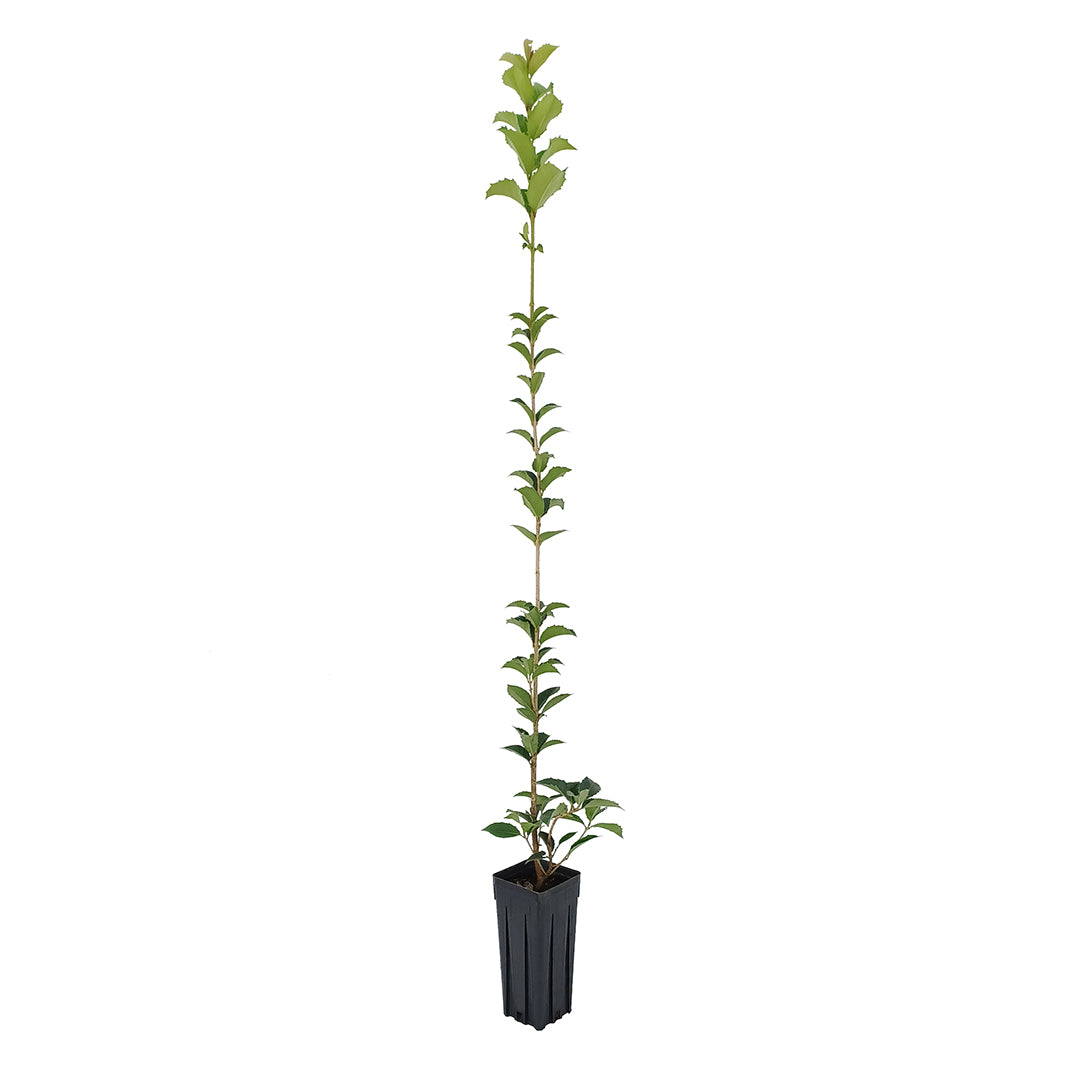 Osmanthus aquifolium - Holly Osmanthus (Square pot 9x9x20 cm)