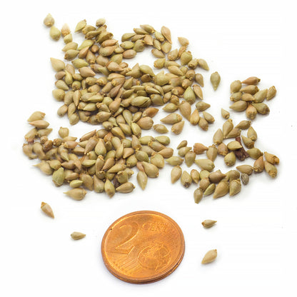 Ostrya Carpinifolia - Carpino Nero - : Miscellanea Di - Foto 6