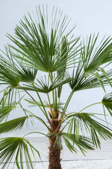 Trachycarpus fortunei - palma cinese (Alveolo forestale)