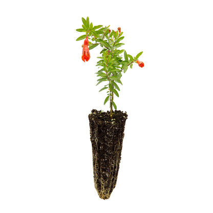 Punica granatum cv. "nana" - dwarf pomegranate (Forest alveolus)