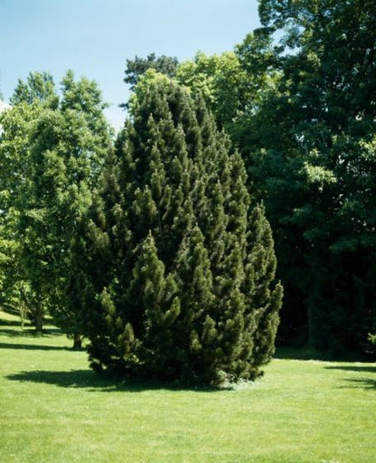 Pinus nigra - pino nero (20 semi)