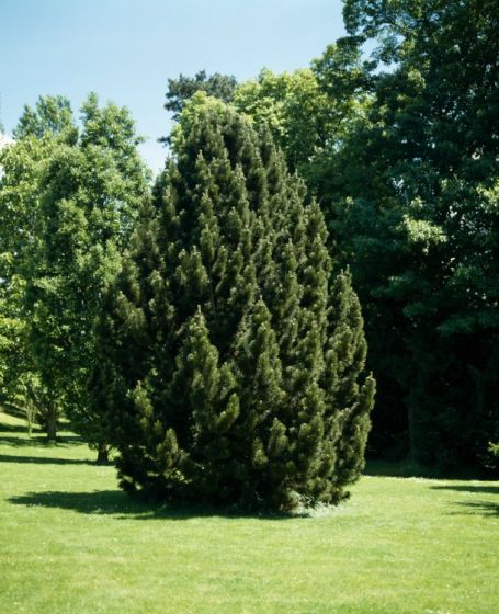 Pinus nigra - black pine (Square vase 9x9x20 cm)