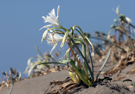Pancratium maritimum - sea lily (50 seeds)
