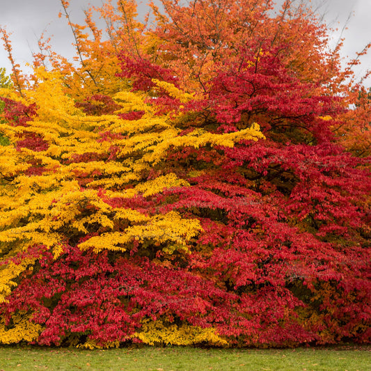 Parrotia persica cv. "Vanessa" - albero pagoda (Vaso quadro 9x9x20 cm)