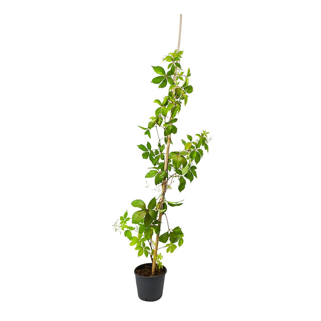 Parthenocissus quinquefolia - American vine (18 cm pot)