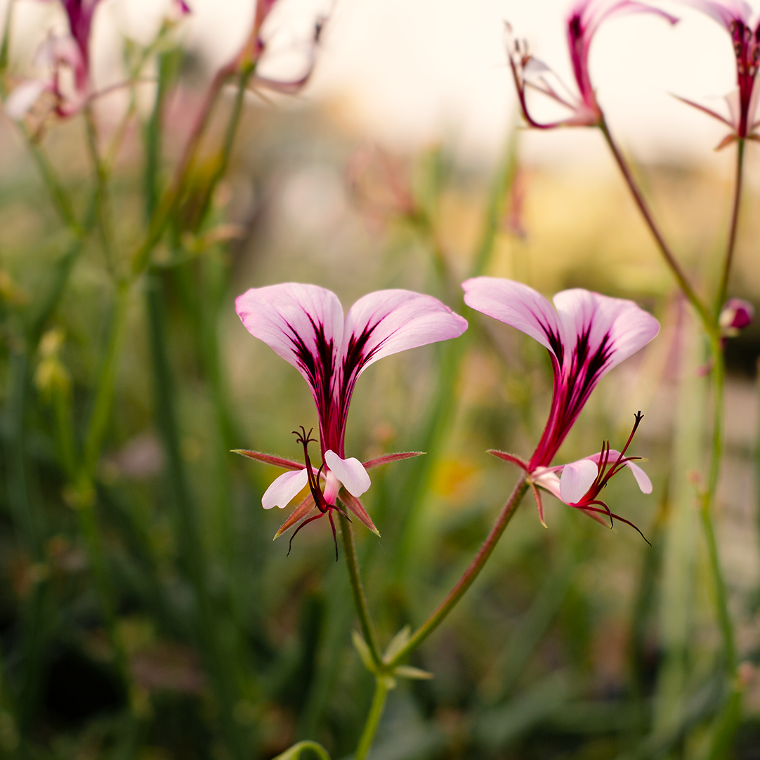 Pelargonium tetragonum  - geranio succulento (Vaso quadro 7x7x10 cm)