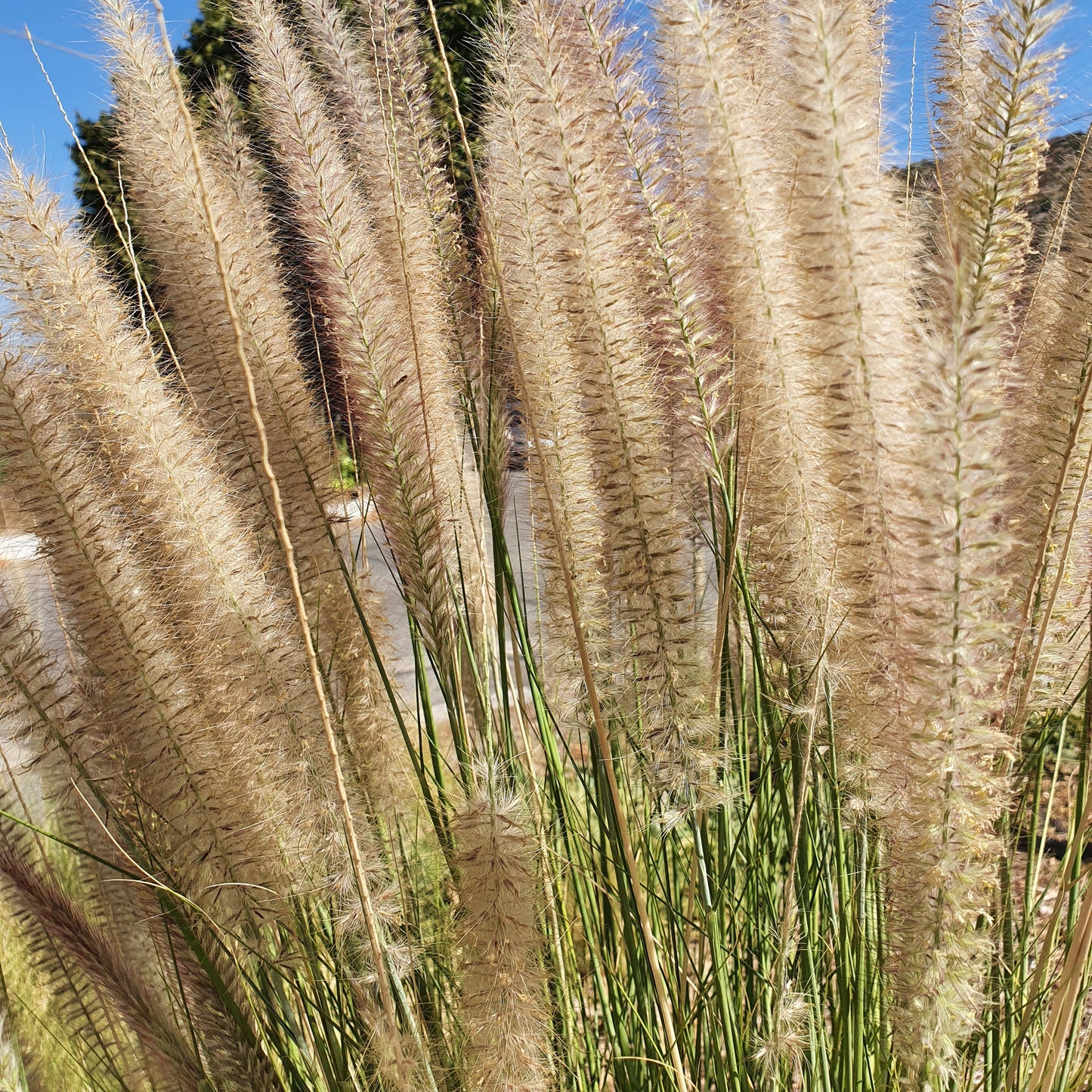 Pennisetum setaceum - penniseto allungato - Semi 0,1gr