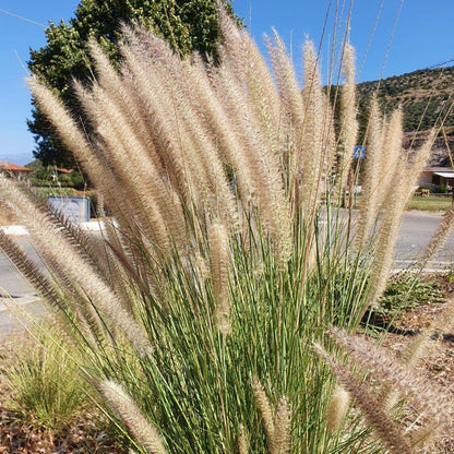 Pennisetum setaceum - penniseto allungato - Semi 0,1gr