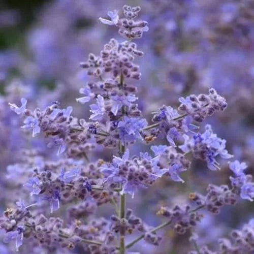 Perovskia atriplicifolia - salvia russa (Vaso quadro 7x7x8 cm)