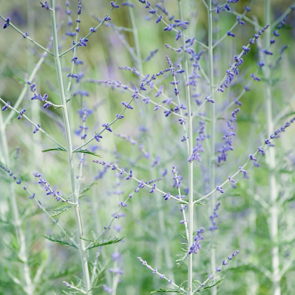 Perovskia atriplicifolia - salvia russa (Vaso quadro 7x7x8 cm)