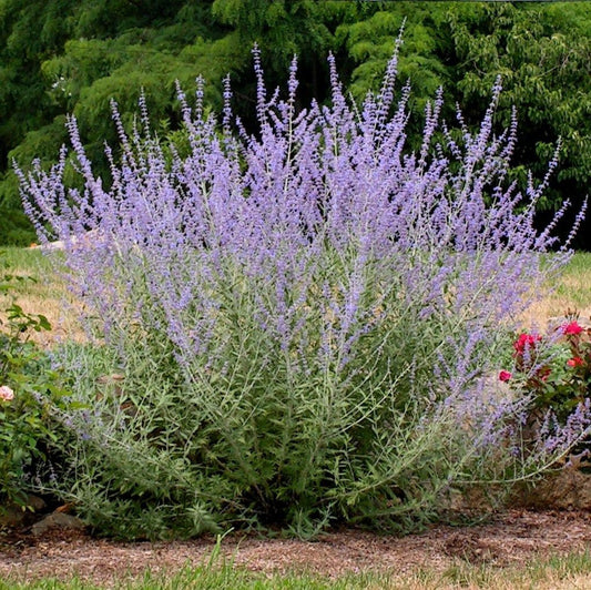 Perovskia atriplicifolia - salvia russa (Vaso quadro 7x7x8 cm)