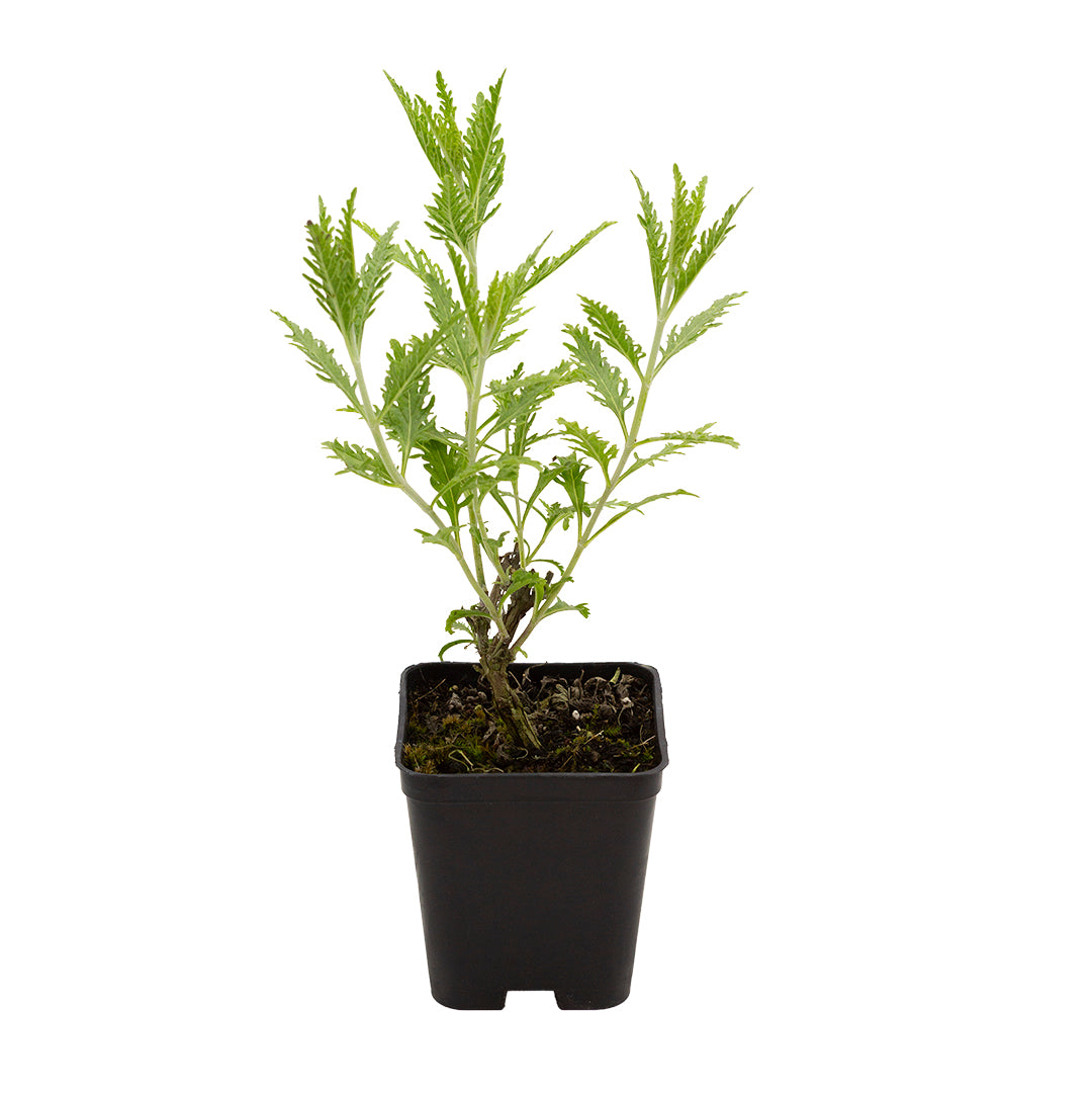 Perovskia atriplicifolia - salvia russa (Vaso quadro 7x7x8 cm)