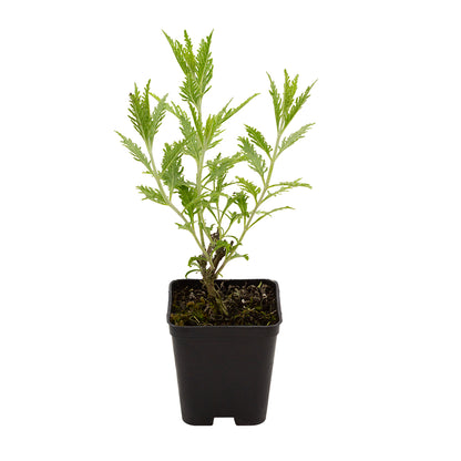 Perovskia atriplicifolia - salvia russa (Vaso quadro 7x7x8 cm)