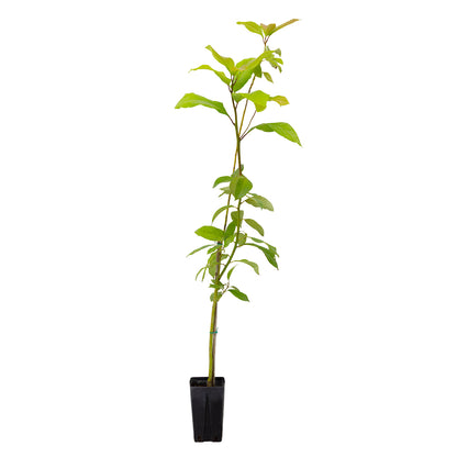 Persea Americana - avocado (Square vase 16x16x22 cm)